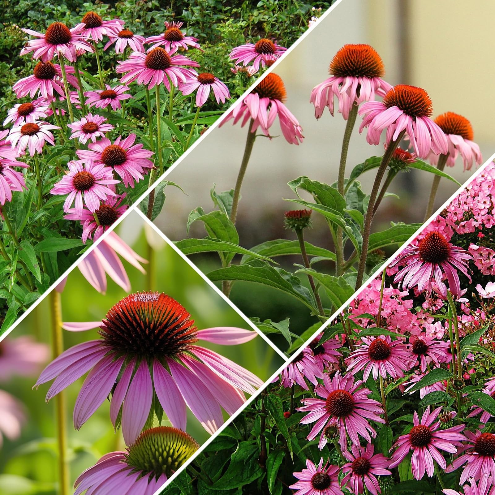 Purple Coneflower Seeds 1 OZ, Perennial Open Pollinated NonGMO Echinacea Seed…