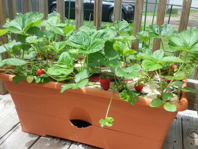 24 Strawberry Plants “Earliglow”-Excellent flavor(Pack of 24 Bare Root) Zone:4-8