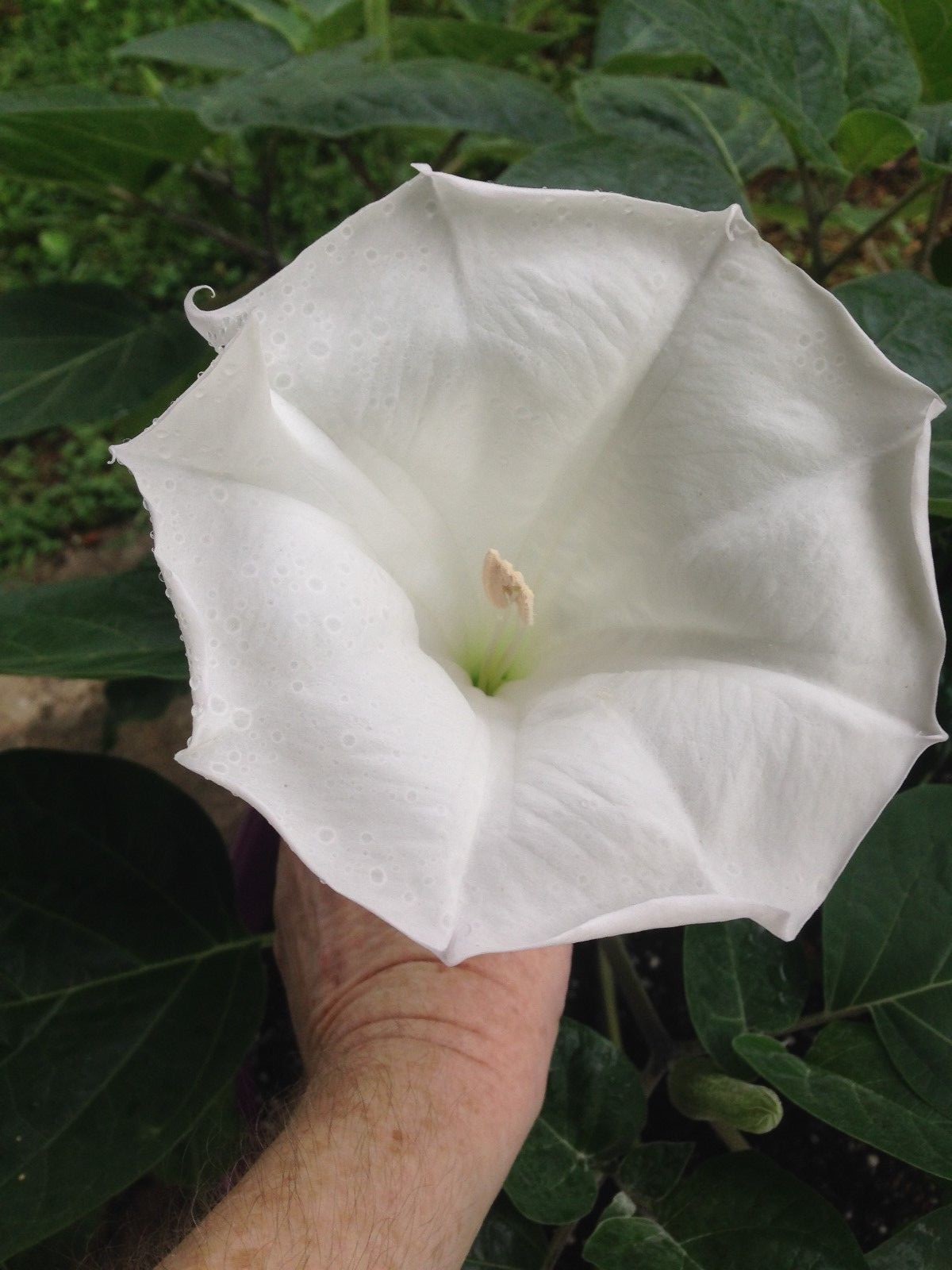 MOON FLOWER SEEDS-Perennial-Night Bloomer-Huge White Blooms-15 FRESH Seeds 2023