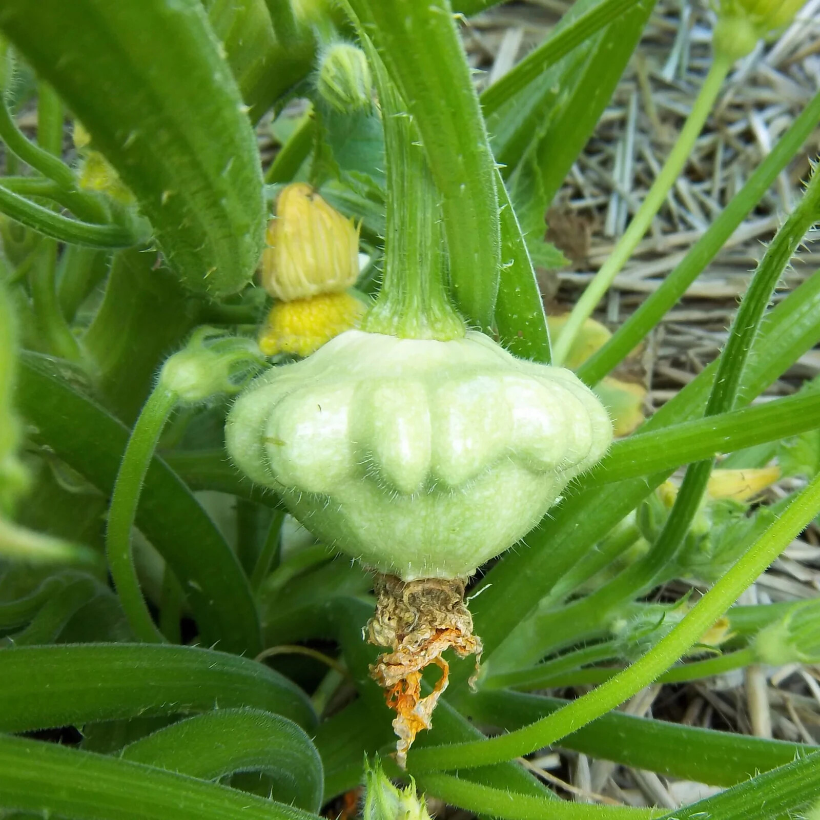 15 Bennings Green Tint Squash Seeds- NON-GMO, HEIRLOOM USA SELLER
