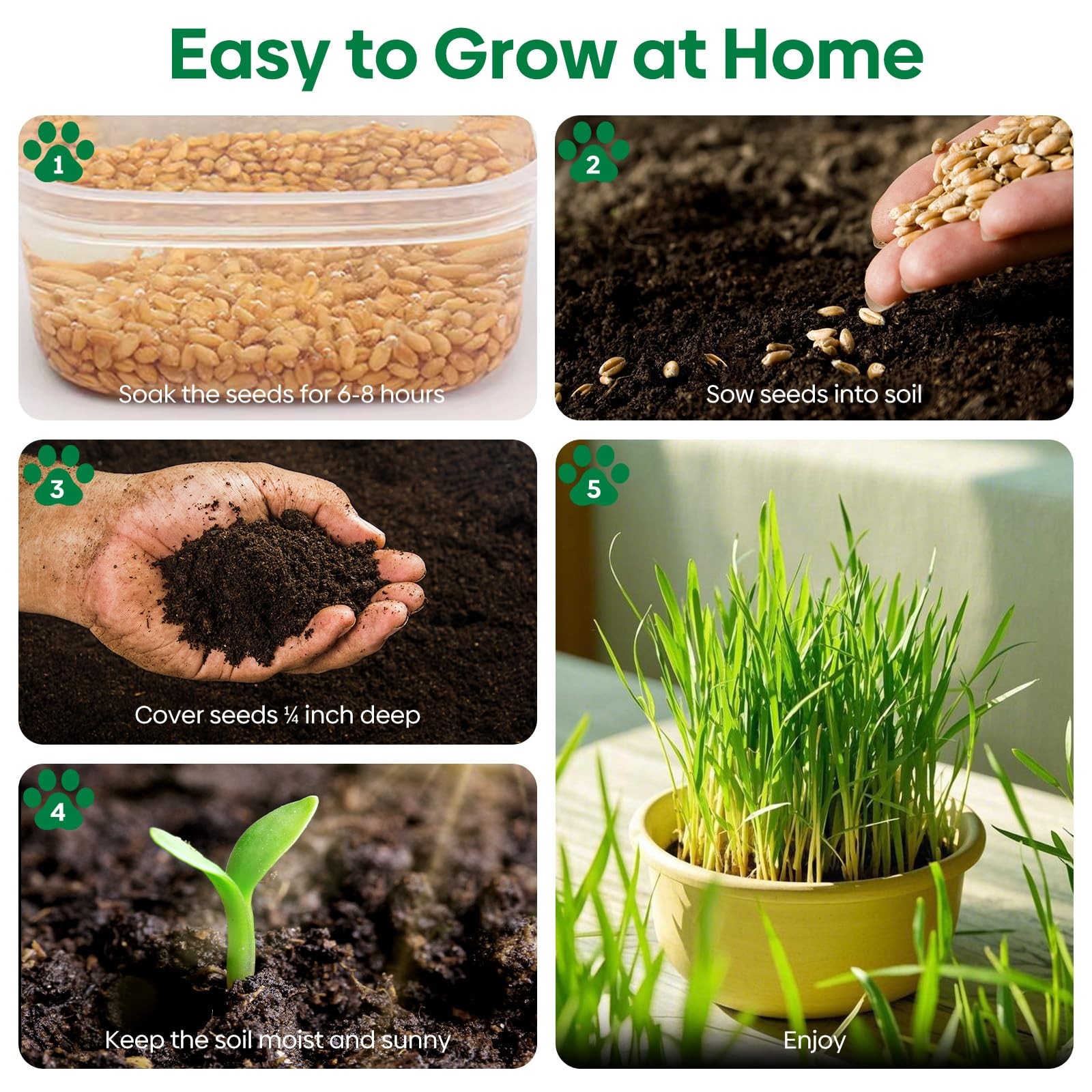 Cat Grass Seeds, 4 Ounce