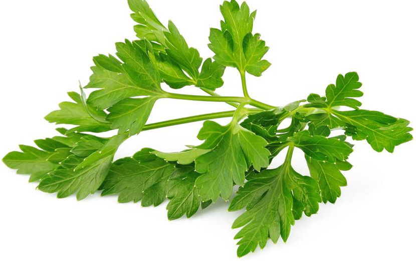 Winter Chervil herb 100 – 1500 seeds French Parsley Heirloom Garden Wholesale