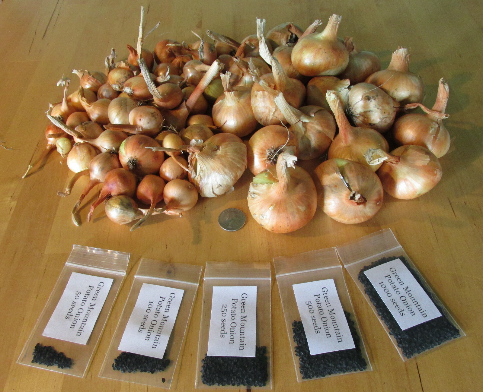Green Mountain Potato Onion Seeds and Bulbs ~ Organic Multiplier Onions