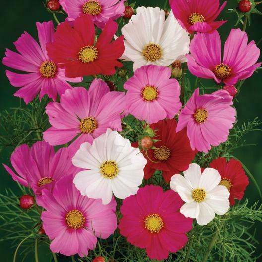 Cosmos LANDSCAPER’S PACK BULK Tall Mix Non-GMO USA Bippinatus 500 Seeds