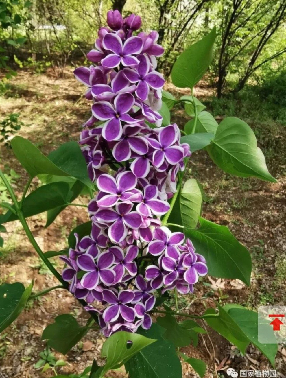 50 Violets Lilac Seeds Extremely Fragrant Syringa Villosa Tree Lilac Shrub Syrin