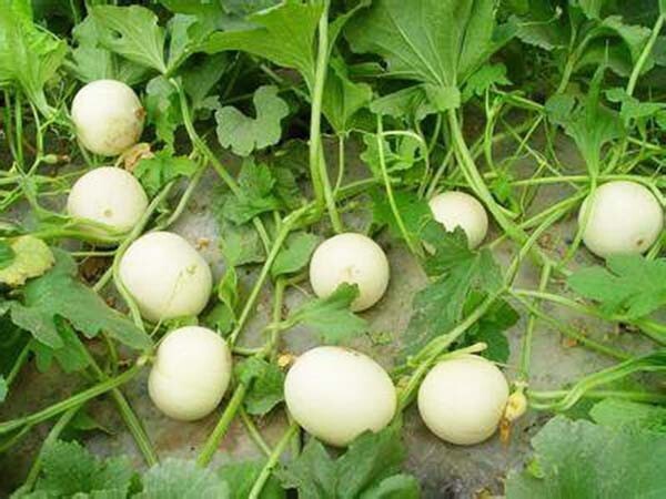 20+ White Honey Sweet Melon Seeds/白玉香蜜瓜/ 2023年最新！