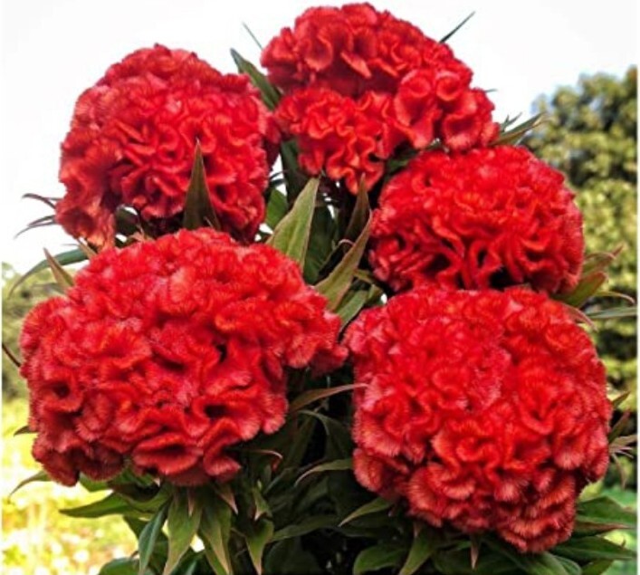 30 Celosia Chief Persimmon seeds