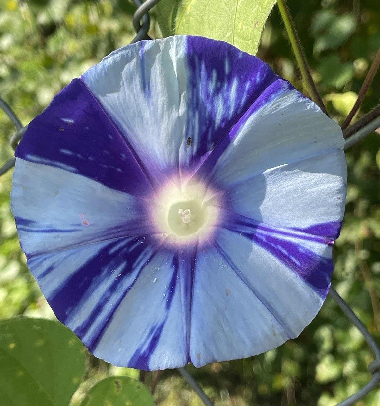 Hama no Ginga – Galaxy of the Beach Japanese Morning Glory ipomoea NIL – 6 seeds