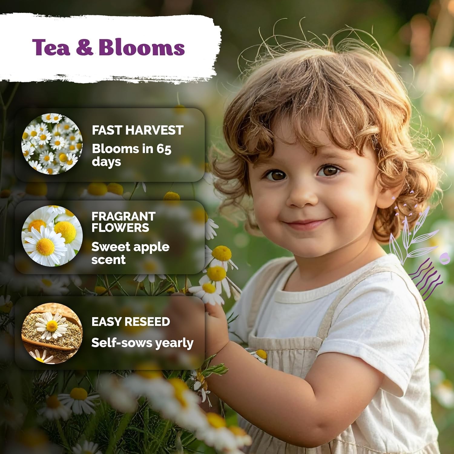 2500 Heirloom German Chamomile Seeds – Organic Medicinal Herb for Tea & Remedies