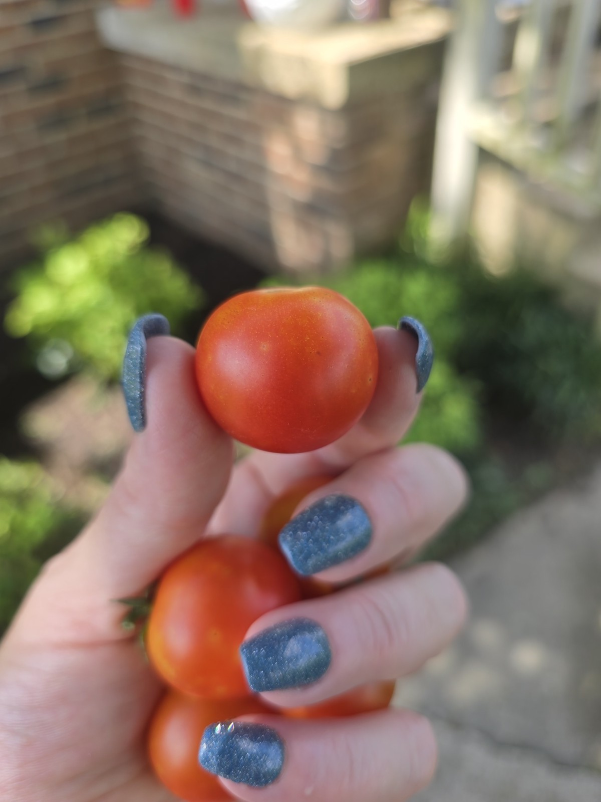 Baby Boomer Micro Dwarf Tomato Seeds Organic RARE *FREE SHIPPING*