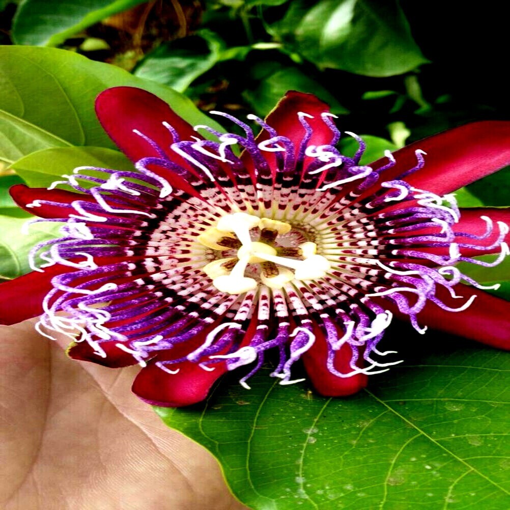 20 GIANT GRANADILLA SEEDS (Passiflora quadrangularis) Passionfruit Flower Plant