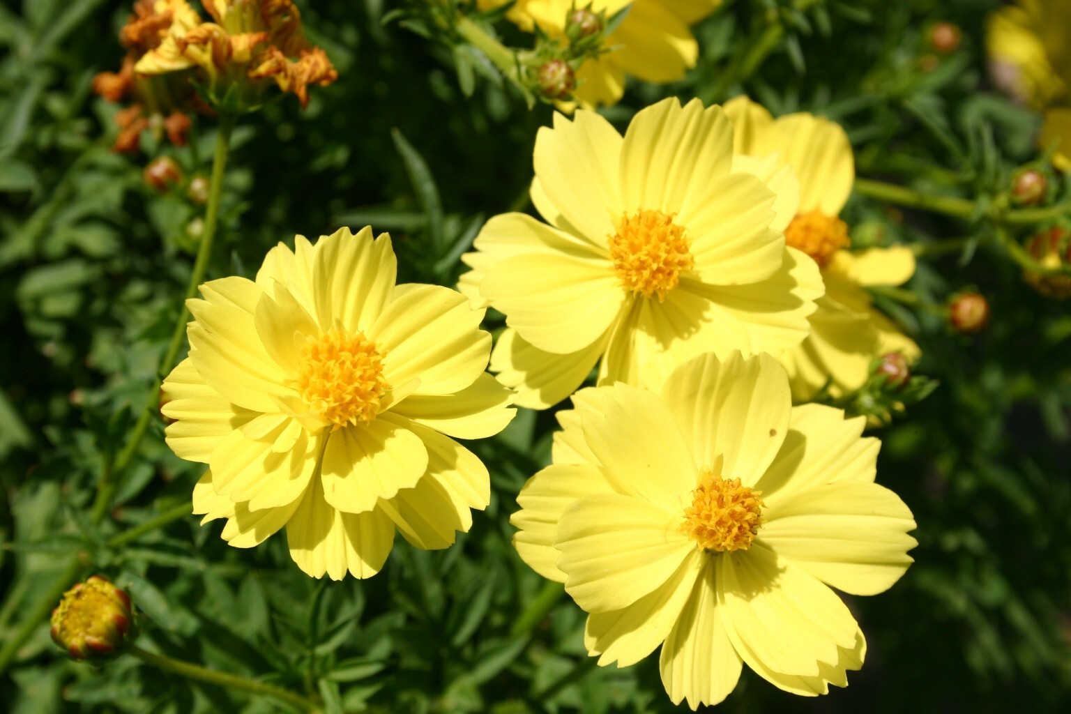 200+ Sulphur Yellow Cosmos Seeds for Garden Planting – USA – FREE SHIPPING!
