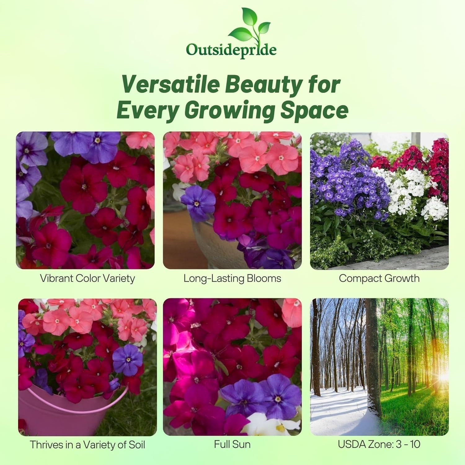 Vibrant Mix Phlox Seeds – 1000 Pcs Self-Seeding Annual for Pollinator Gardens
