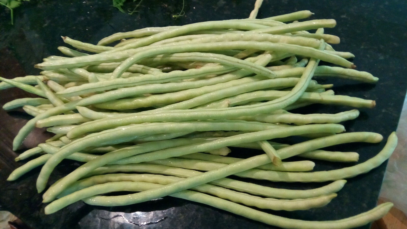 15 Organic Asian Long Bean Seeds (White,Short Variety), Dwarf/Bush Type.