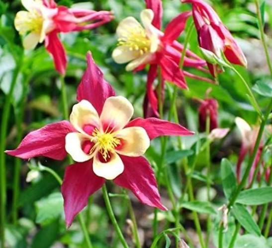 200 Heirloom Columbine McKana Giants Flower Seeds – Vibrant, Perennial Blooms