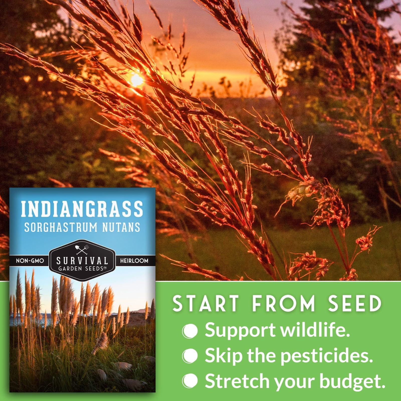 – Indiangrass Seeds for Planting (Sorghastrum nutans) | Golden Prairie Plant …
