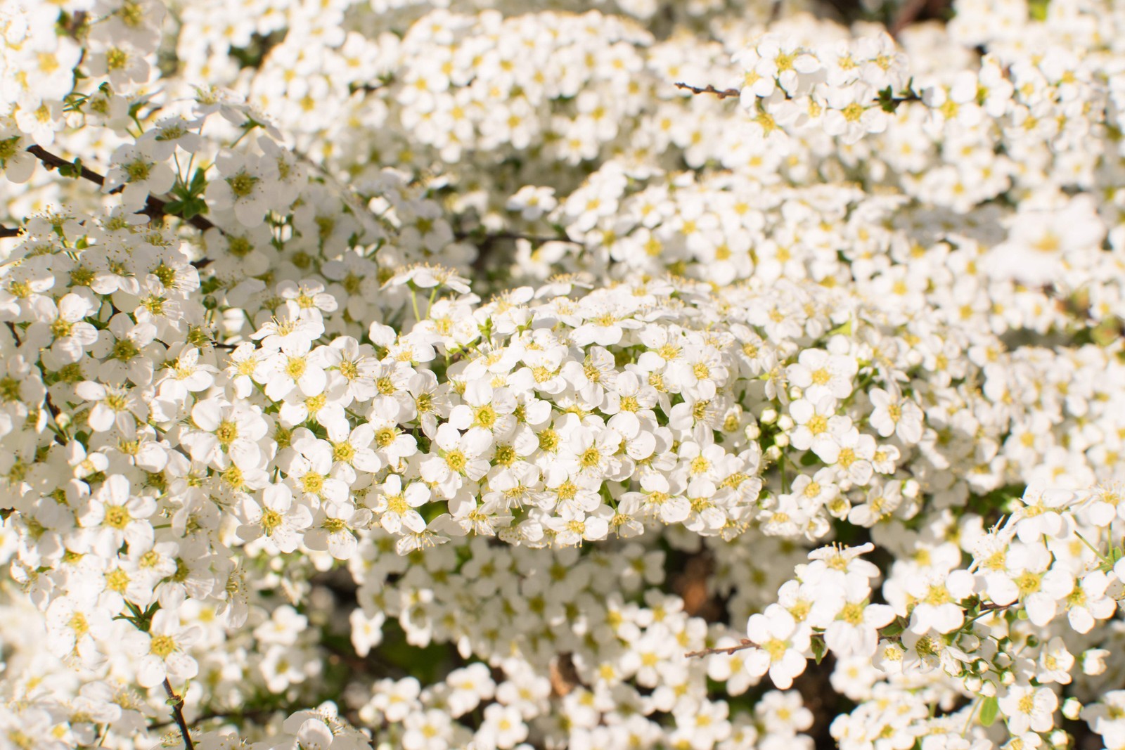 50 White CHINESE SPIREA Spiraea Chinensis Flower Bush Shrub Seeds