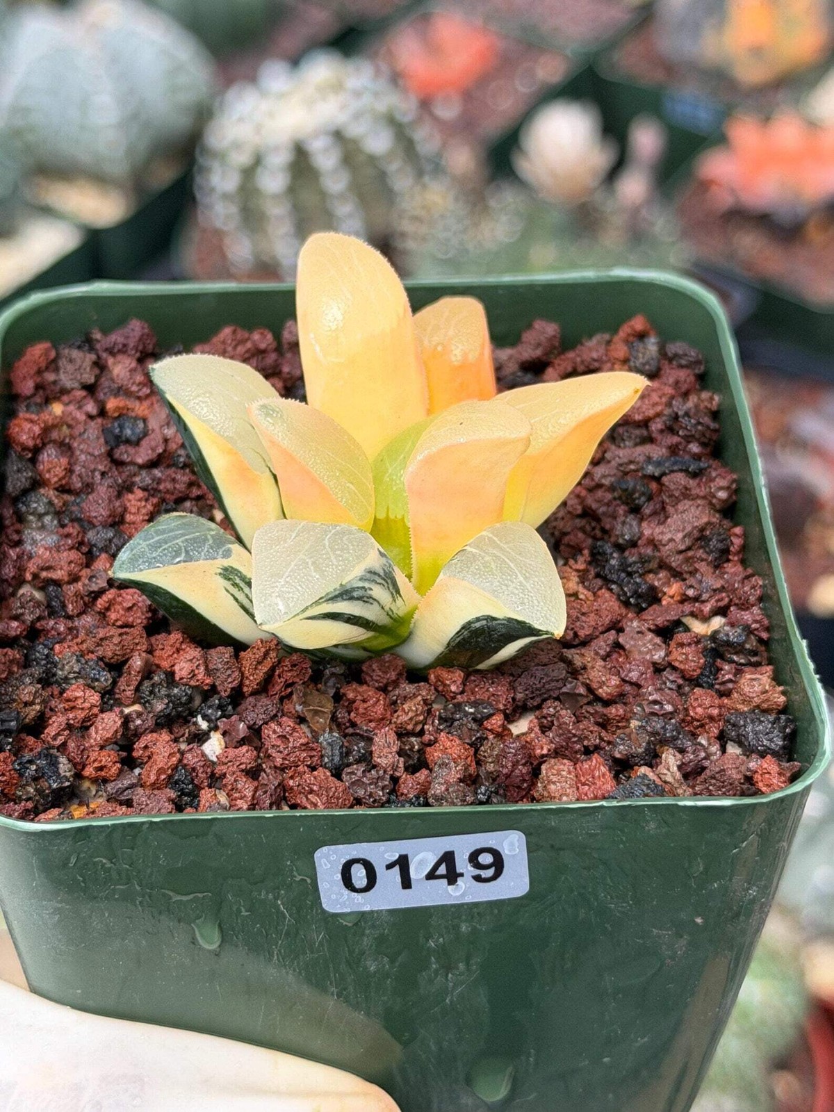 Variegated Haworthia Correcta | Rare Succulent | Live Plant with Yellow‑Orange V