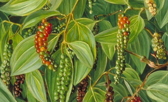 Piper nigrum | Black Pepper Corn | 20_Seeds