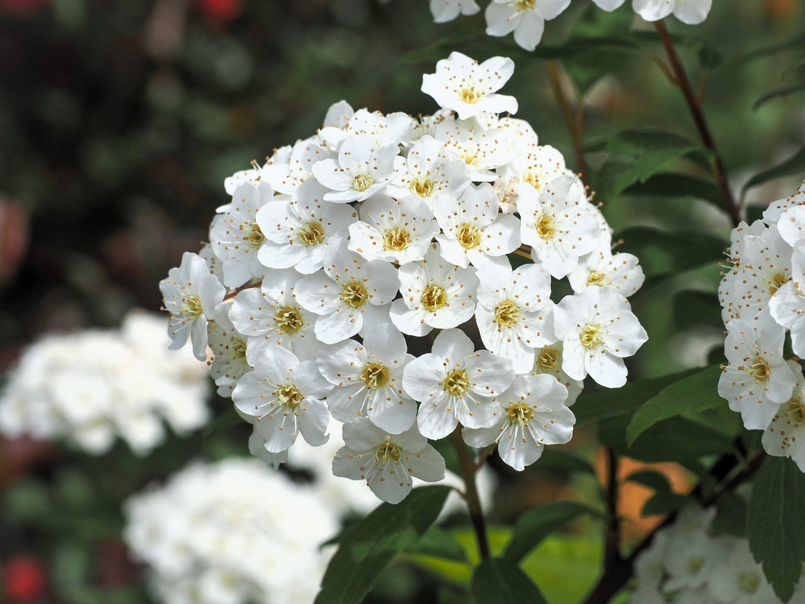 50 White CHINESE SPIREA Spiraea Chinensis Flower Bush Shrub Seeds
