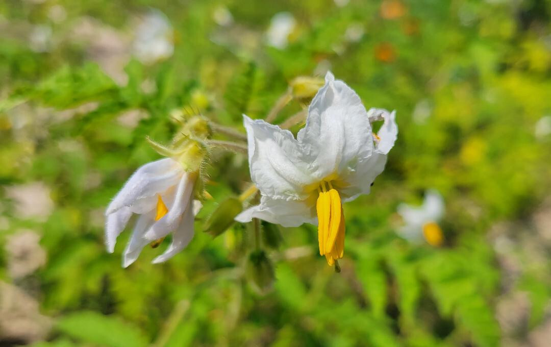 Litchi Tomato | 25 Seeds | Solanum Sisymbriifolium | Vila-Vila | Florida Garden