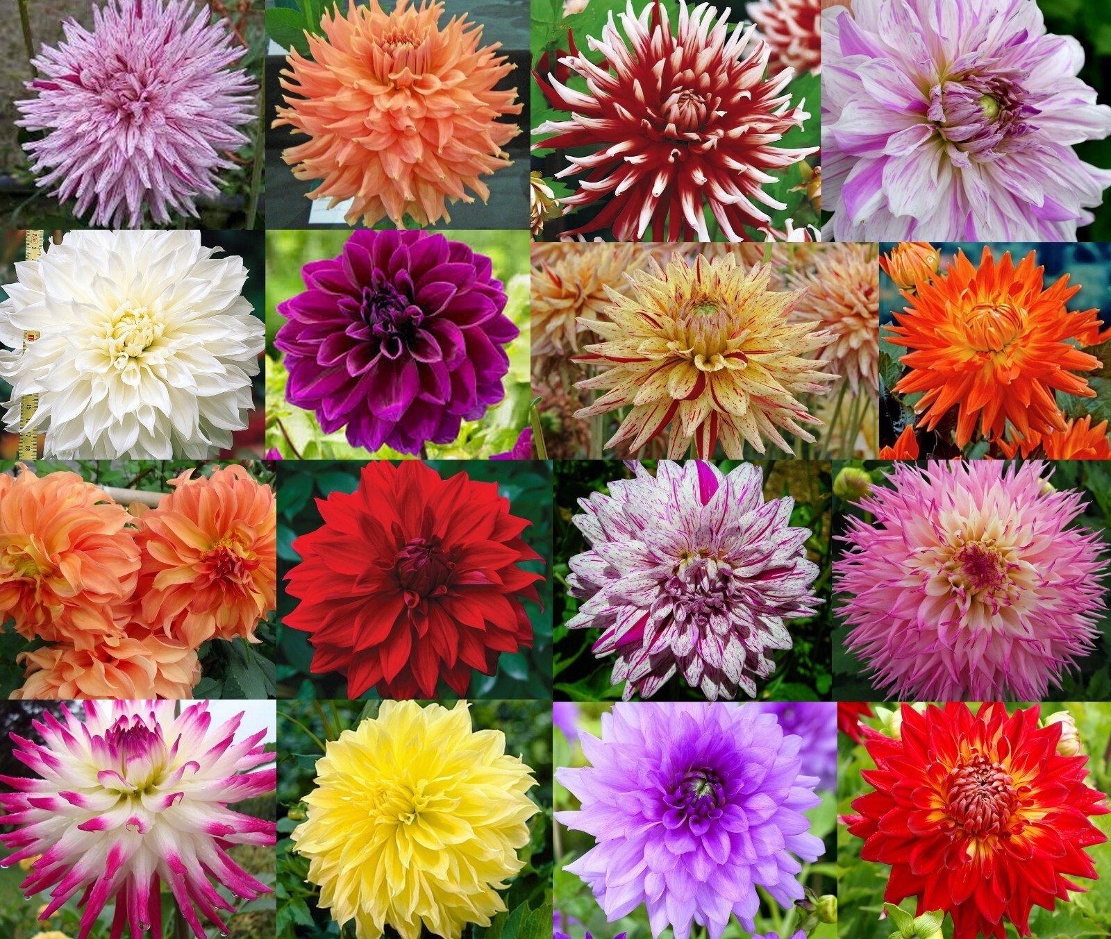 30 Rare & Beautiful DAHLIA FLOWER SEEDS~USA Seller~Annual/Perennial~FREE SHIP