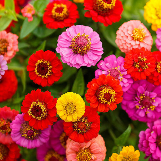 Zinnia LILLIPUT Mix elegans Mixed Colors Heirloom Pollinators Non-GMO 100 Seeds!
