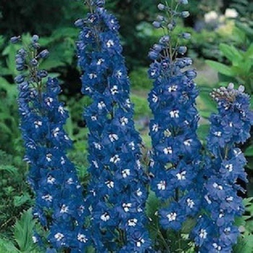 50 Delphinium Seeds Blue Bird Flower Seeds