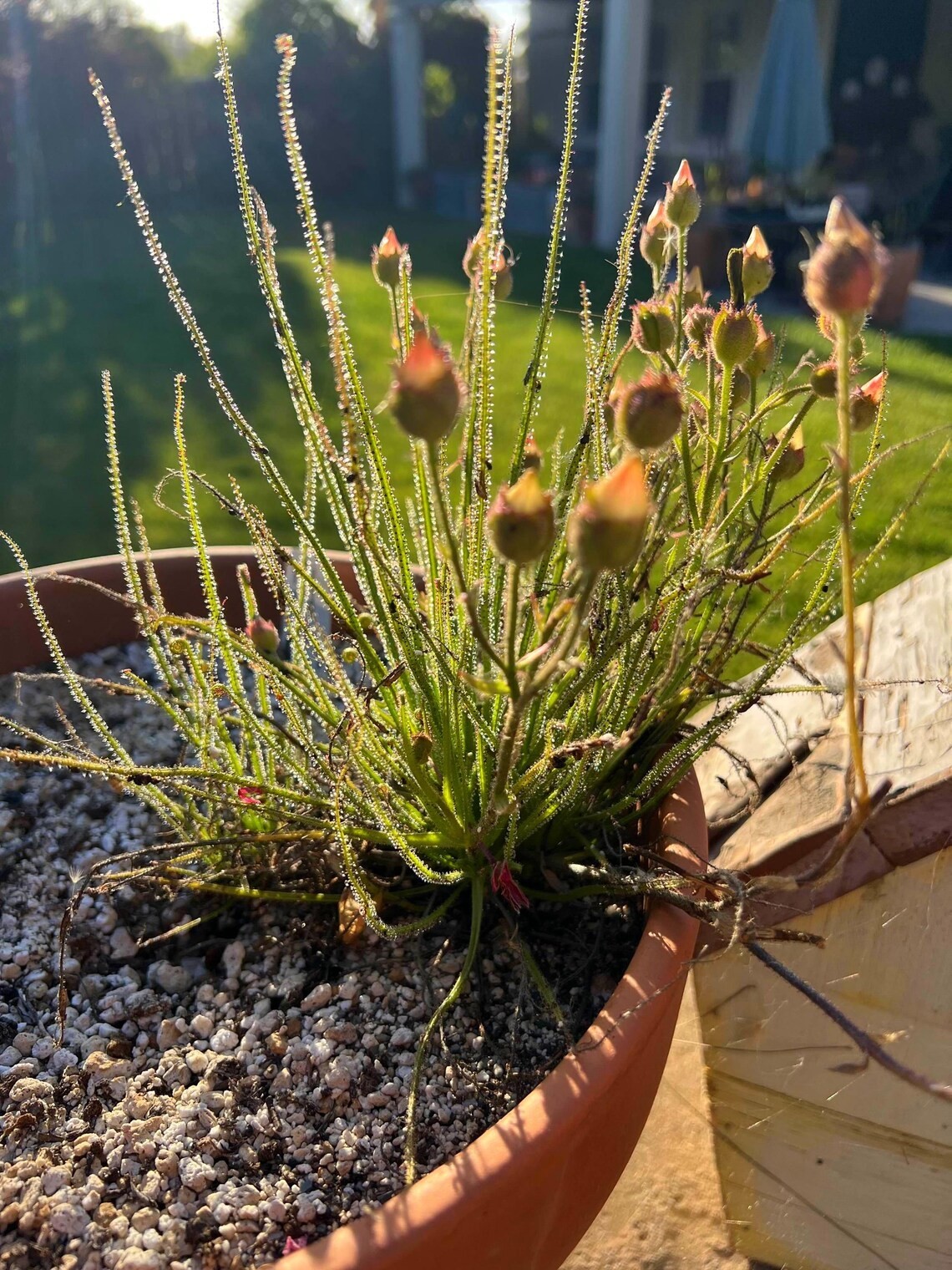 Dewy Pine Seeds (Drosophyllum lusitanicum) Carnivorous Plant Seeds 15 Pack