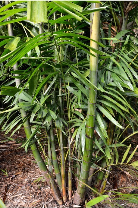 10 Ptychosperma macarthurii palm tree seeds + Free Gift, MacArthur Palm R