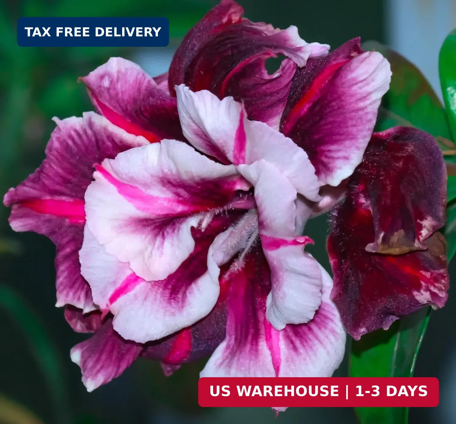 20 Desert Rose Seeds for Planting Mixed Color Ready to Grow Adenium Obesum Seeds