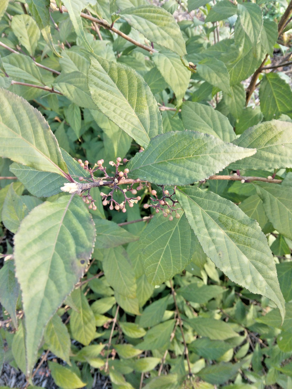 10 OKINAWA BEAUTYBERRY SEEDS – Callicarpa oshimensis