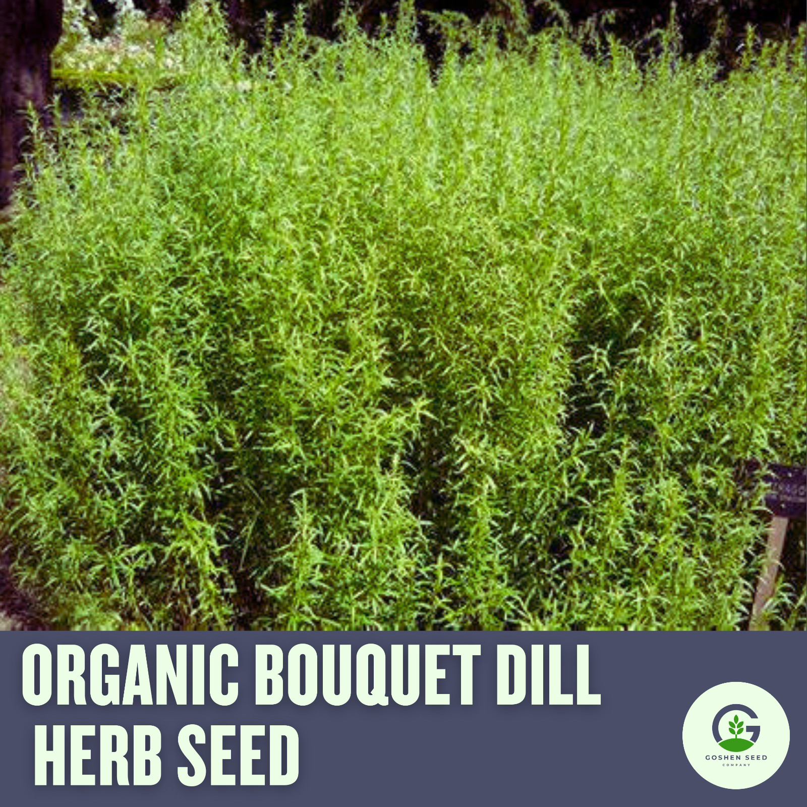 Organic Dill Bouquet Seeds – USDA Certified Organic, Heirloom Herbs, 50 Seeds