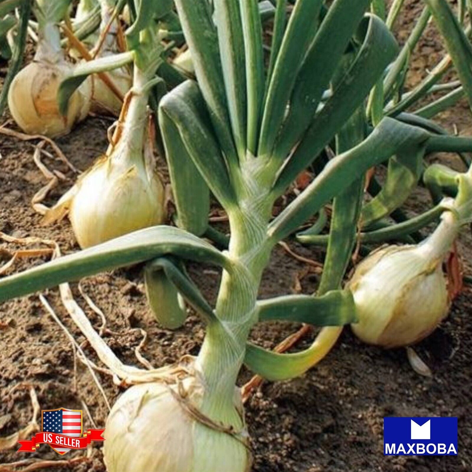 200 Onion Fresh Seeds – Walla Walla Non-GMO Heirloom Vegetable