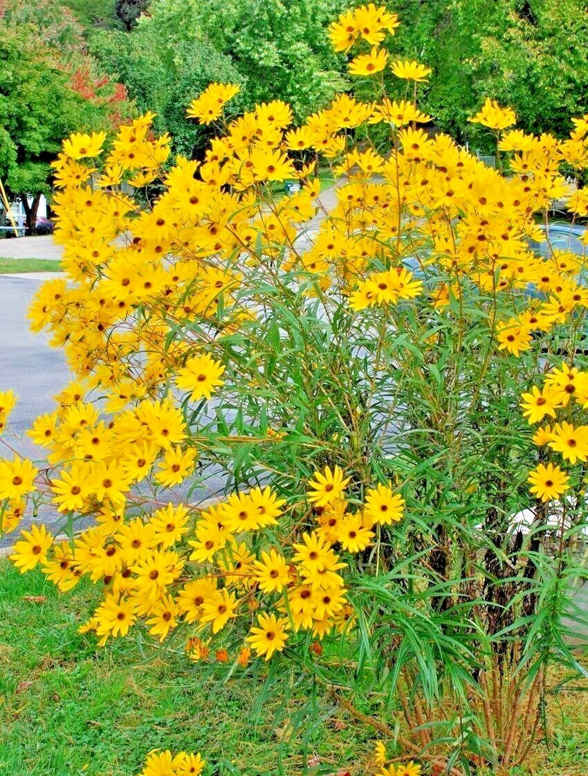 101+SWAMP SUNFLOWER Seeds Perennial Native Wildflower Poor Soils Heat Cold Easy