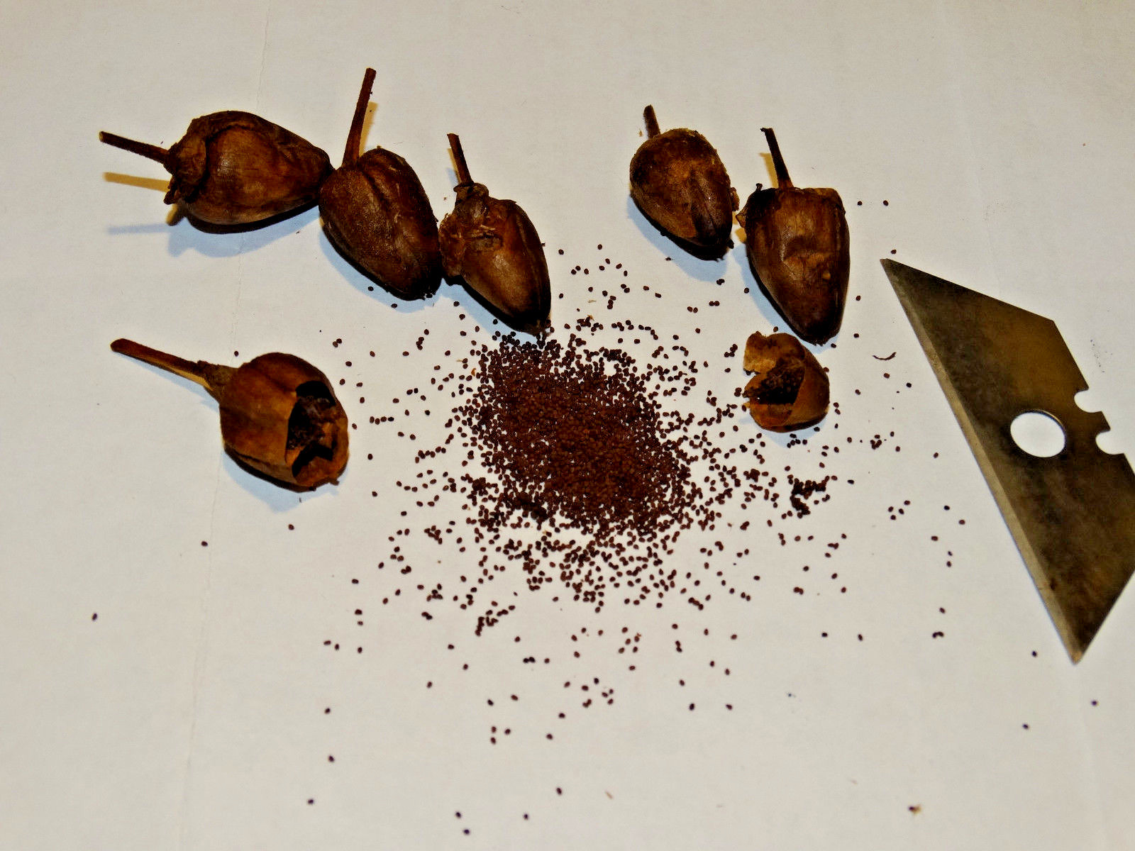 TURKISH AROMATIC BLACK SEA BASMA TOBACCO OVER 500+ SEEDS 0.05GR FRESH 2022 CROP