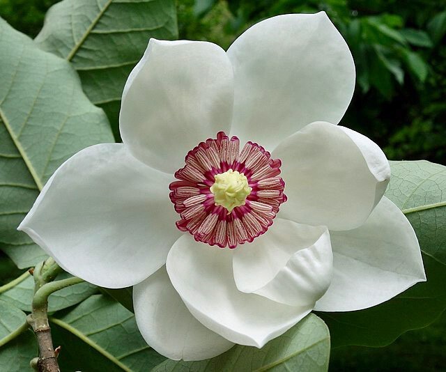 Magnolia sieboldii | Oyama Magnolia | 10 Seeds