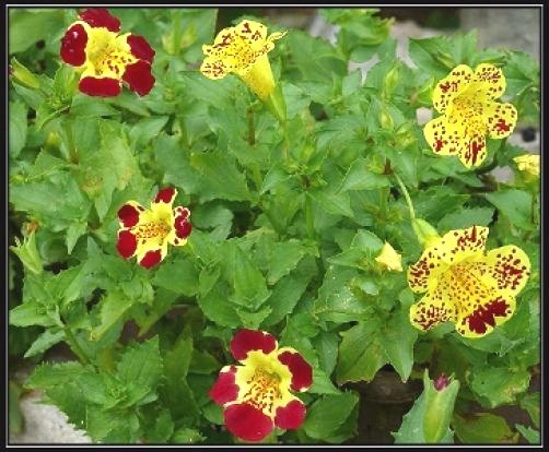 Mimulus grandiflorus or Tiger Monkey Flower 20 seeds