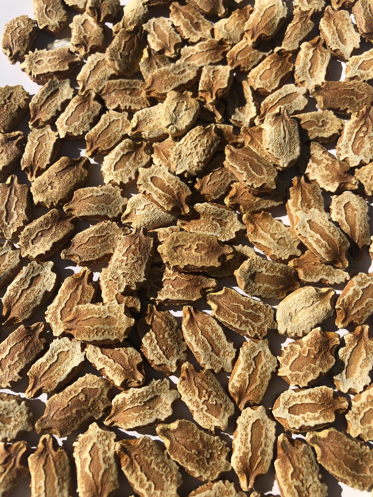US Seller BitterMelon Seed 20Pcs BitterMelon Gourd Ampalaya Seeds Fresh Harvest
