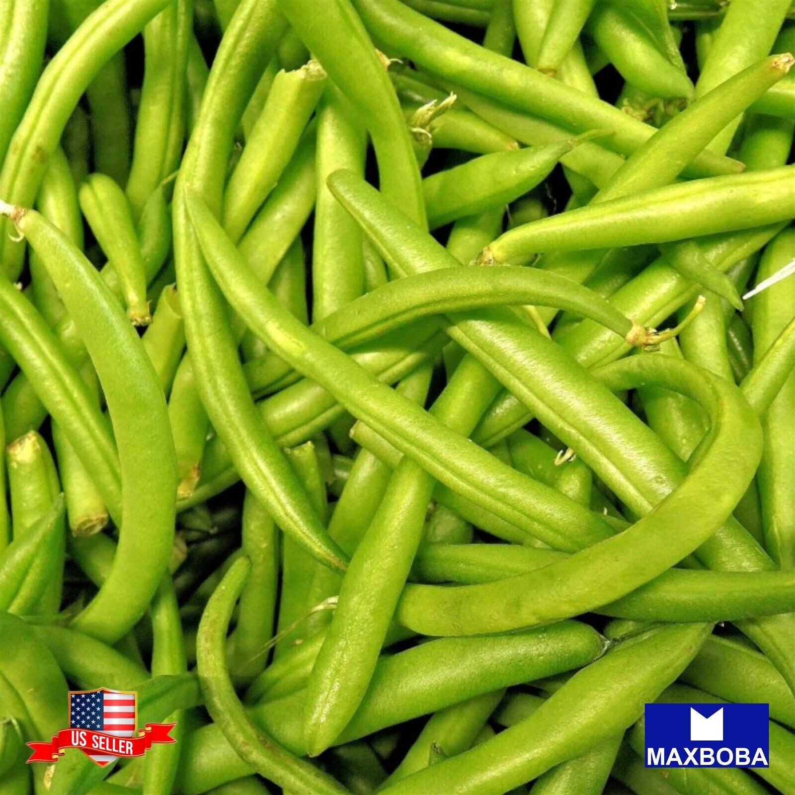 16 Bush Contender Bean Seeds Non-GMO Heirloom Vegetable