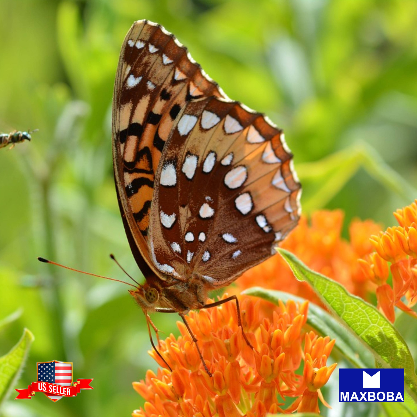 Non-GMO Asclepias Seeds – Butterfly Milkweed