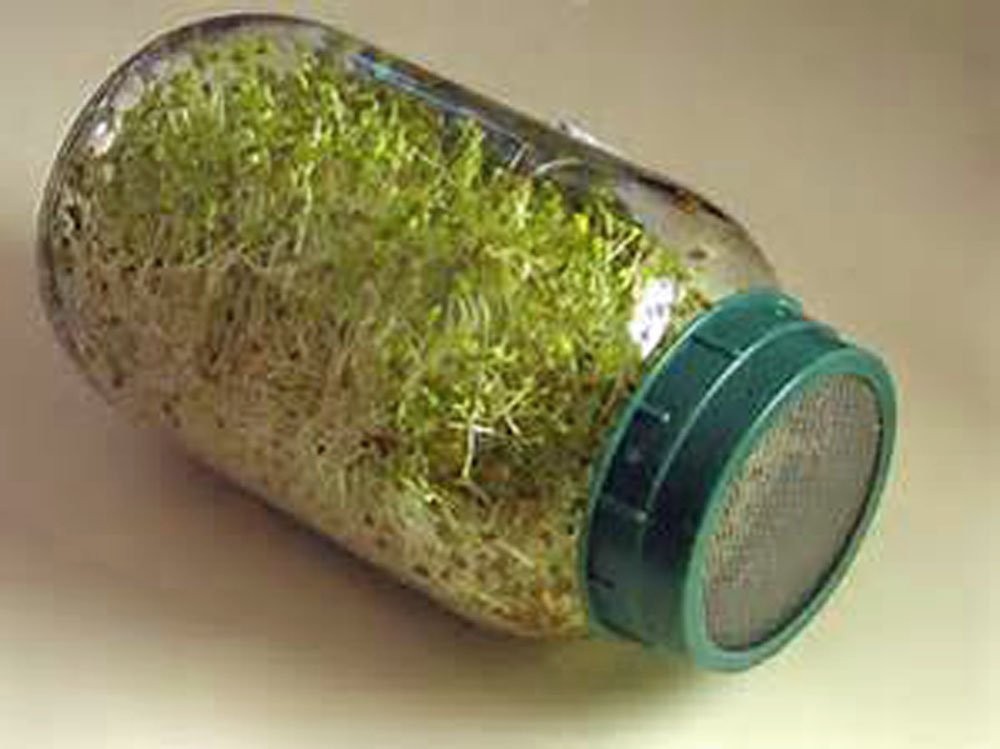 Alfalfa Sprouting Seeds NON-GMO 12oz – High Germination for Salads & Gardening
