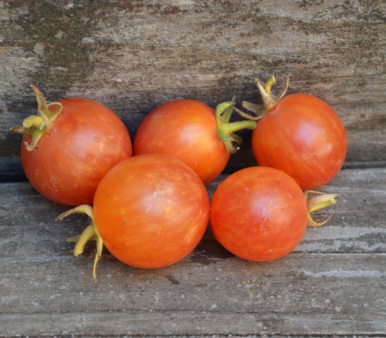 25 Tropical Sunset Tomato Seeds