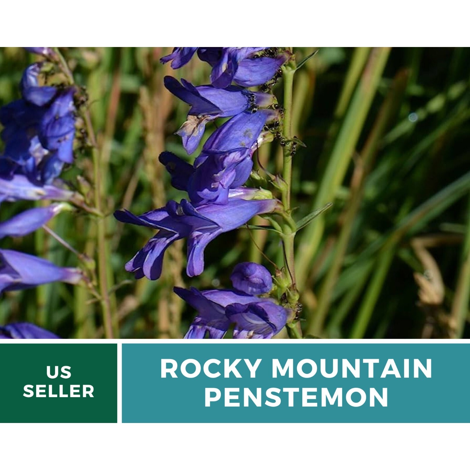 Penstemon, Rocky Mountain – 100 seeds – Heirloom Flower – Attracts Pollinators (