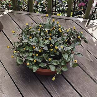 Spilanthes Peek-A-Boo 100 seeds