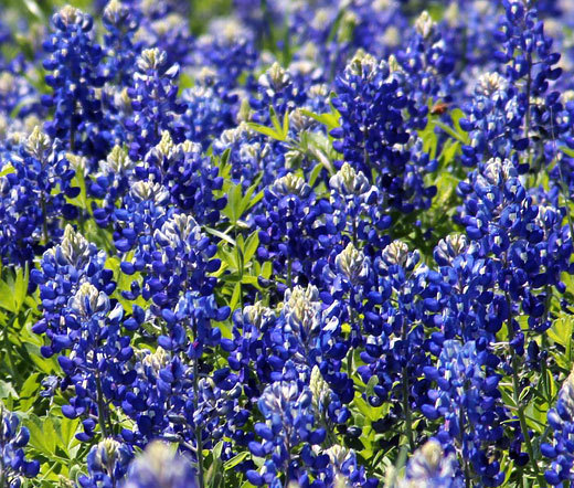 TEXAS BLUEBONNET Lupinus Texensis – 2,000 Bulk Seeds