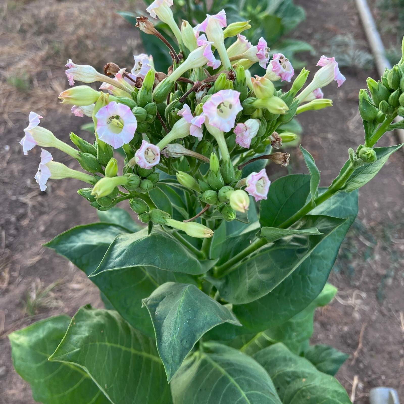 Virginia Burley Tobacco Seeds: Heirloom Bulk Certified Organic USA Grown Non-GMO