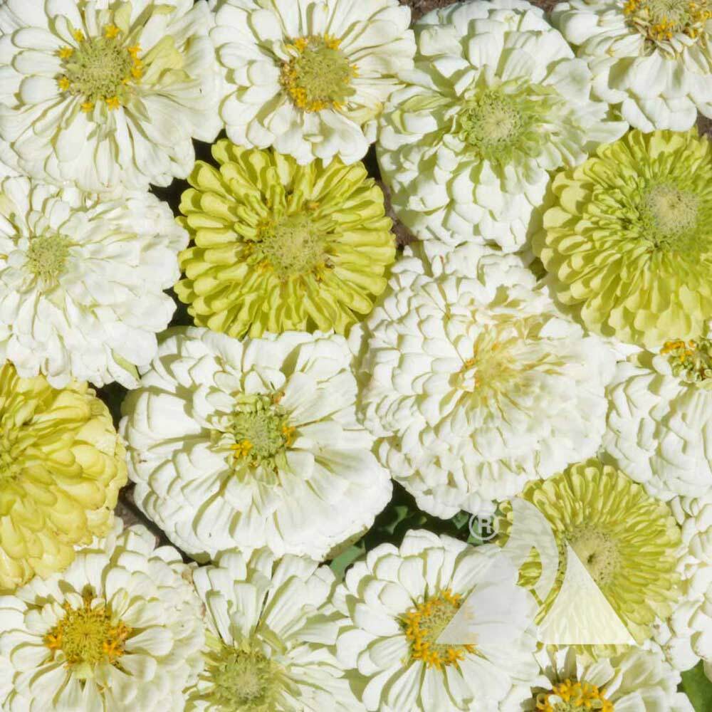 Zinnia KEY LIME PIE Mix Cut Flowers Pollinators Butterflies Non-GMO 100 Seeds!
