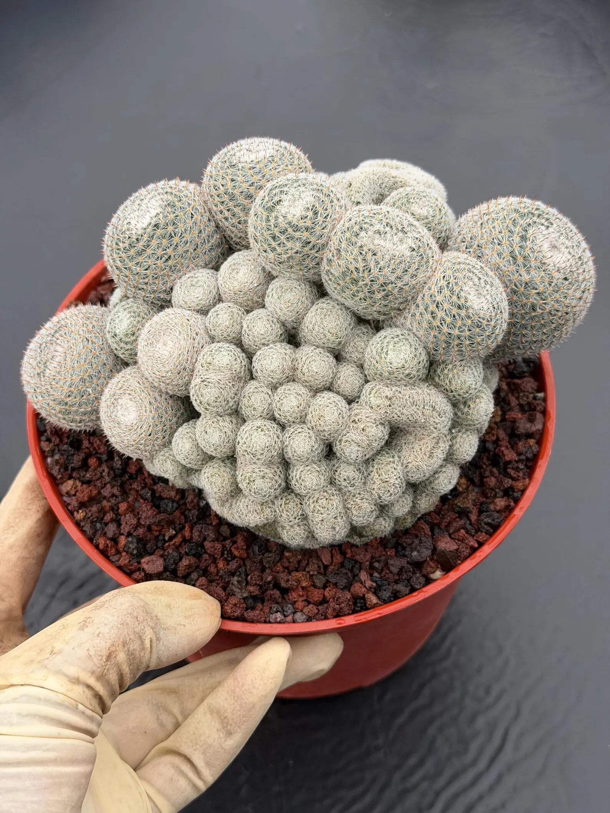 Mammillaria Perbella Monstrose Cluster & Crested Cactus #837 – Rare Collector Sp