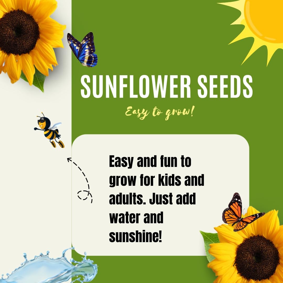 Dwarf Sunflower Seeds for Planting – to Plant and Grow Teddy Bear and Sunspot…